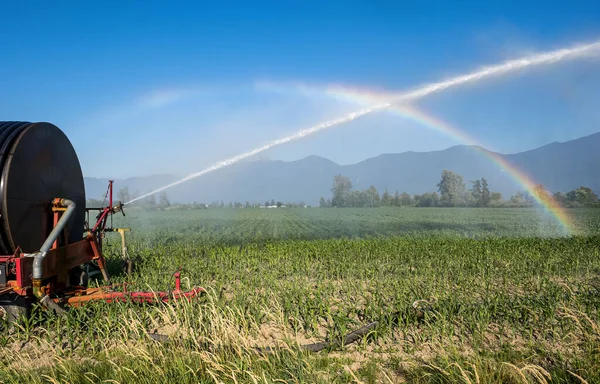 Water cannon machine watering corn fields