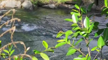 Yapraklara odaklan. Sabit su akışı. Nehirlerde rafting. Nehir suyunun güzel manzarası.