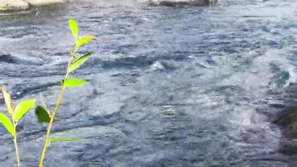 Concentrazione Selettiva Sulle Foglie Colpo Costante Corrente Acqua Rafting Sportivo — Video Stock