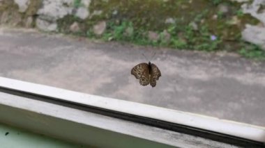 Kelebek cam pencereye doğru uçuyor. Kelebeği kapat. Kelebek eve girer.