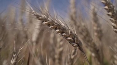 Değişik buğday kulakları. Yavaş çekim