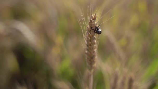 Orelhas de trigo varietal. Movimento lento — Vídeo de Stock