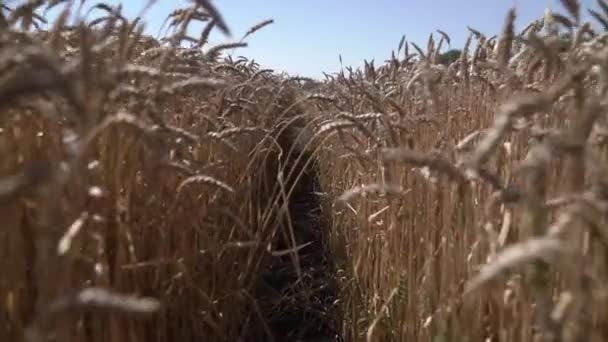 Уши сортовой пшеницы. Медленное движение — стоковое видео