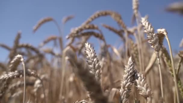 Orelhas de trigo varietal. Movimento lento — Vídeo de Stock