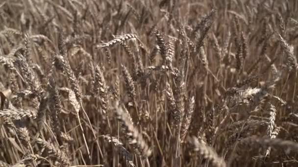 Oreilles de blé variétal. Mouvement lent — Video