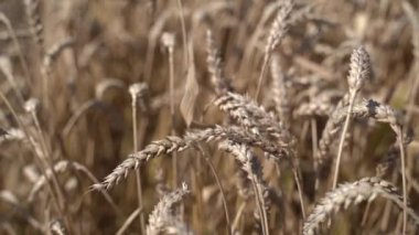 Değişik buğday kulakları. Yavaş çekim