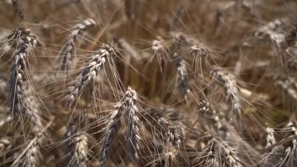 Orelhas de trigo varietal. Movimento lento — Vídeo de Stock