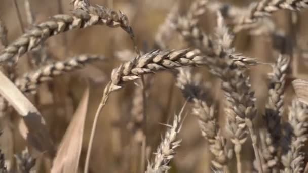 品種の小麦の耳。スローモーション — ストック動画
