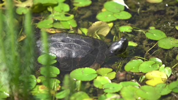 Želva v jezeře na slunci — Stock video