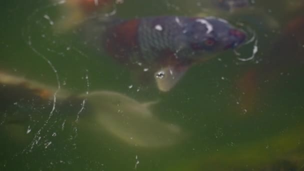 Ikan mas Koi di danau. Gerakan lambat — Stok Video