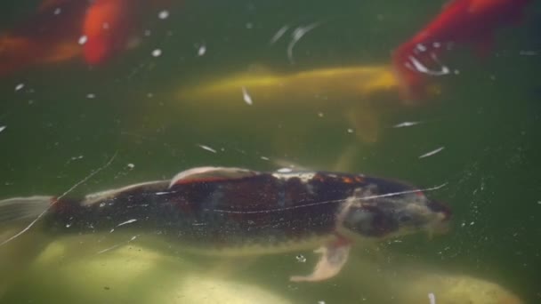 Koi carp in the lake. Slow motion — Stock Video