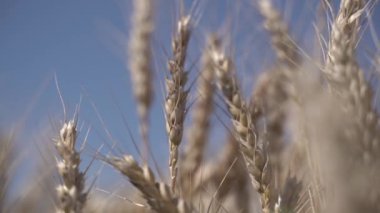 Tarlada olgun buğday çeşitleri var. Yavaş çekim