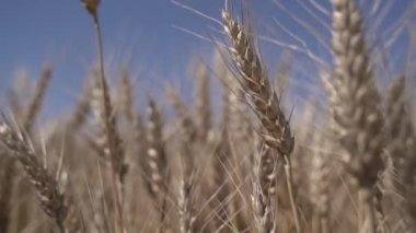Tarlada olgun buğday çeşitleri var. Yavaş çekim