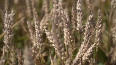 Tarlada olgun buğday çeşitleri var. Yavaş çekim