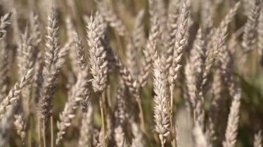 Tarlada olgun buğday çeşitleri var. Yavaş çekim