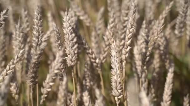 Ähren Reifen Sortenreinen Weizens Auf Dem Feld Zeitlupe — Stockvideo