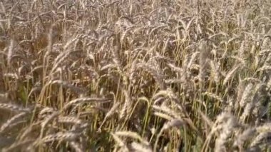 Ripe varietal wheat field before harvest. Slow motion