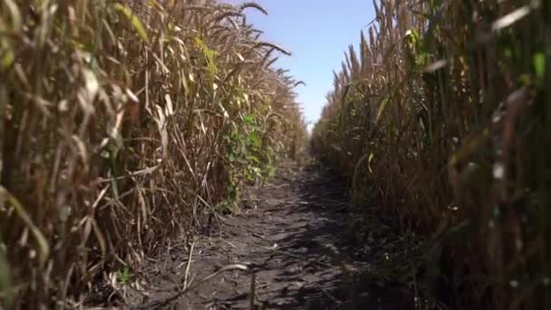 Ripe Varietal Wheat Field Harvest Slow Motion — Αρχείο Βίντεο