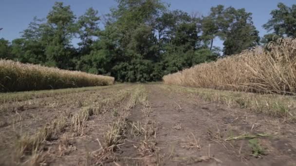 Ripe Varietal Wheat Field Harvest Slow Motion — Video Stock