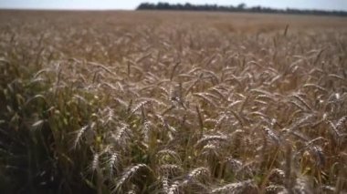 Ripe varietal wheat field before harvest. Slow motion