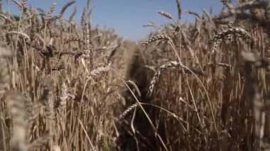 Hasattan önce olgunlaşmış buğday tarlası. Yavaş çekim