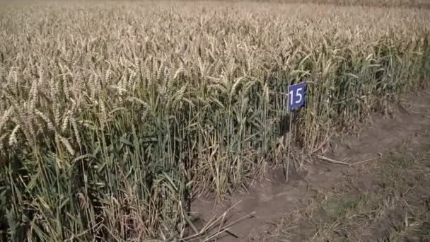 Ripe Varietal Wheat Field Harvest Slow Motion — ストック動画