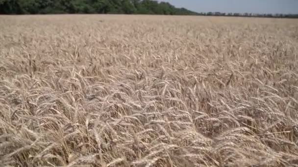 Ripe Varietal Wheat Field Harvest Slow Motion — Αρχείο Βίντεο