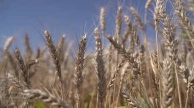 Tarlada olgun buğday çeşitleri var. Yavaş çekim