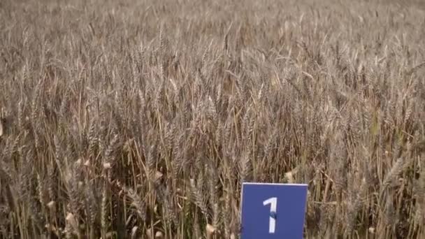 フィールド内の熟した品種の小麦の耳 スローモーション — ストック動画