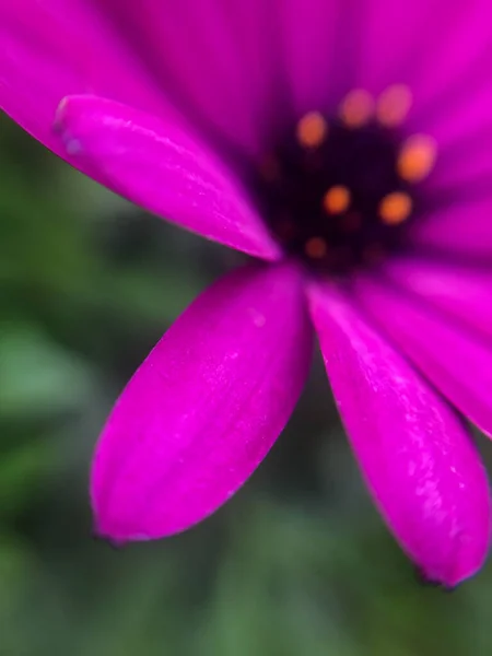 Macro Fotografia Fiore Viola — Foto Stock