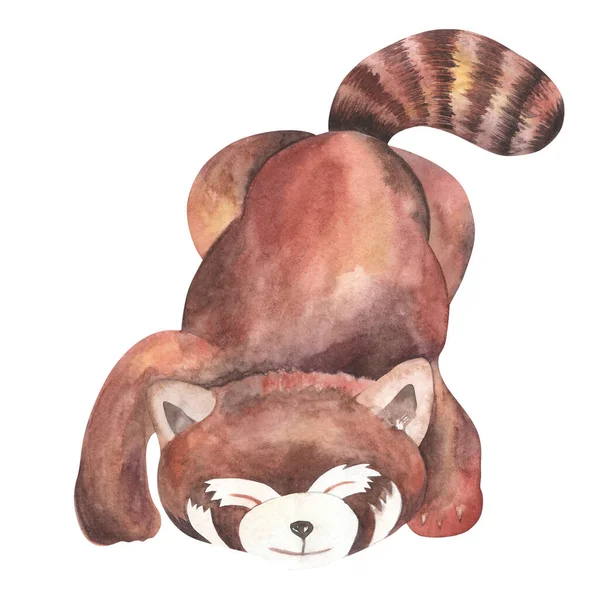 Jolie illustration aquarelle de pépinière de panda rouge. Bébé dormir. — Photo