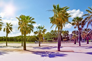 Barselona Palm Caddesi, yazın, baharda. Boş tropikal sokak