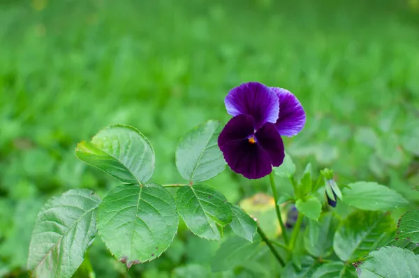 Violeta roxo pansie flor flor no fundo verde — Fotografia de Stock
