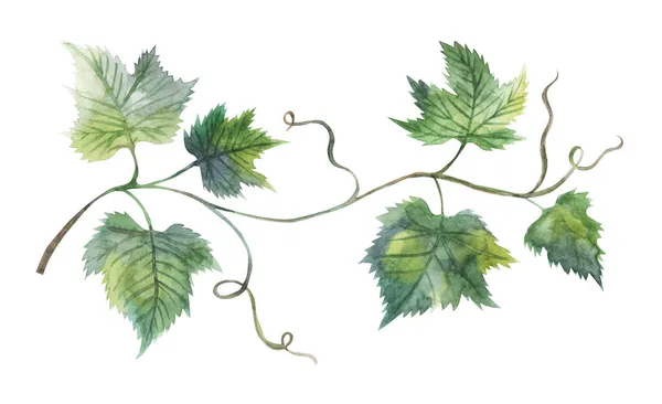 Гравійно-листяна рука намальована акварельна ілюстрація. Дерево винограду — стокове фото
