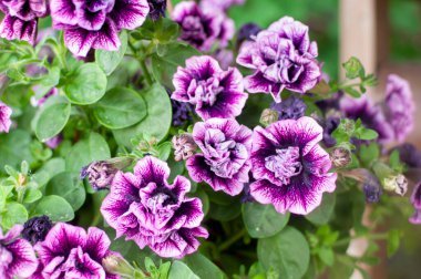 Mor çiçekler soyut botanik bahçelerinde yetişiyor.