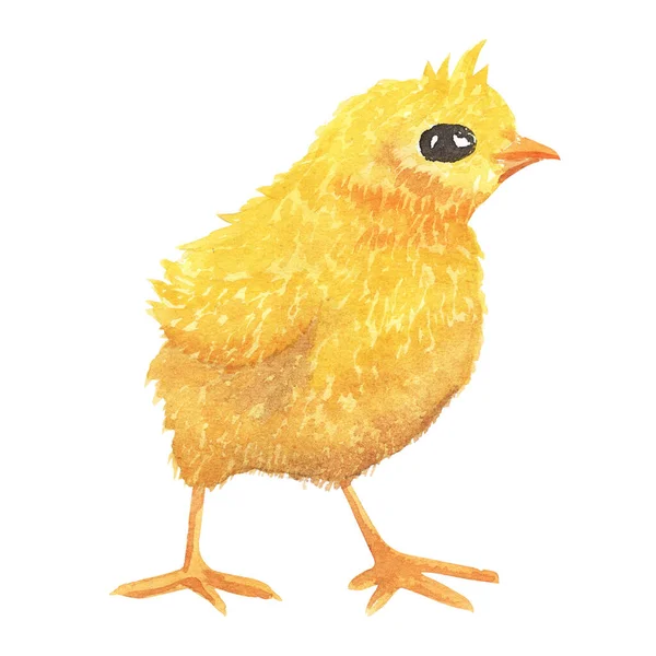 Acuarela bebé pollito, Pascua pequeño pollo, lindo pájaro de primavera, pequeña ilustración amarilla. mano dibujada —  Fotos de Stock