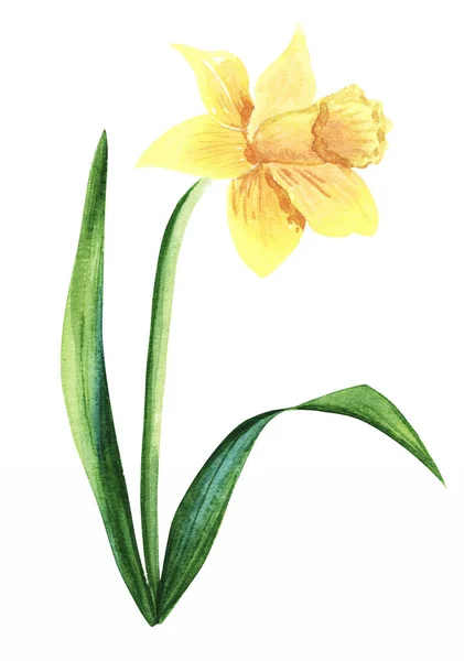 Ilustracja w akwareli Narcyza kwiat kwiat. Kwiatowa karta invitaion. Botaniczne ładne ręcznie rysowane malarstwo. — Zdjęcie stockowe