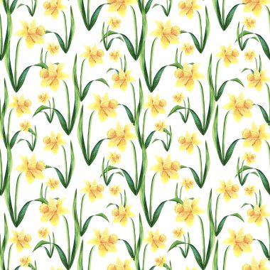 Narcissus çiçeği çiçeğinin suluboya resmi. Botanik güzel el çizimi. Kusursuz desen.