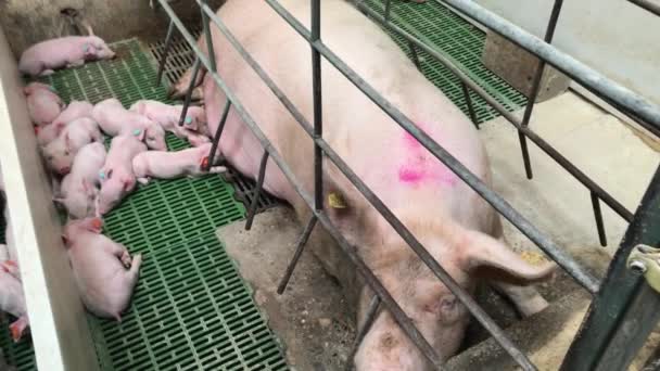 Toledo, Espanha - 1 de março de 2021: Indústria suinícola Abuso e contaminação de animais na indústria da carne — Vídeo de Stock
