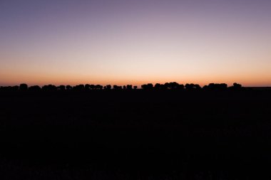 Çiçekli menekşe bitkisel koku çayırı. Gün doğumunda ilaç için rahatlayın. 