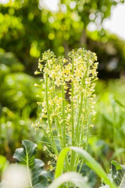 Açık hava organik yaprak tarım terası. Şehir bahçesinde hiç insan olmadan hasat için.