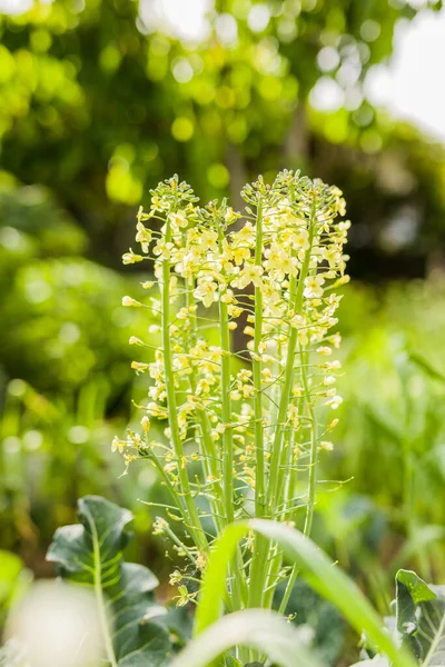 All Aperto Fresco Biologico Foglia Terrazza Agricola Raccolta Senza Persone — Foto Stock