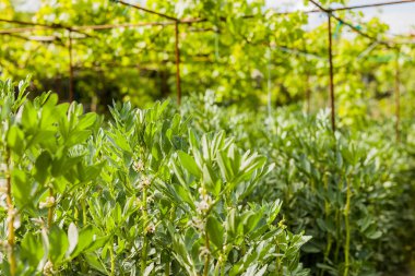 Açık hava organik yaprak tarım terası. Şehir bahçesinde hiç insan olmadan hasat için.