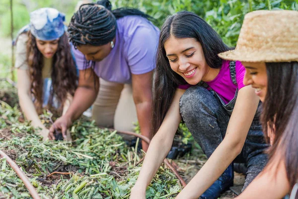young Latin group together horticulture gardening in greenhouse. harvesting for environment in summer and spring season. diversity friendship