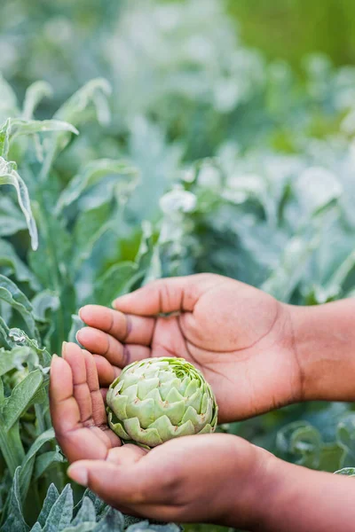 fresh and green horticulture. harvest organic sustainable food