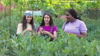 Bahçecilik ekolojisi organik yiyeceklerle sürdürülebilir çevre için dans ediyor. Açık havada hasat. 4k vinç yavaş çekim 
