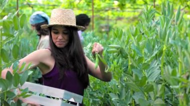 Latin Latin ve Orta Doğulu kadınlar çevre sürdürülebilirliği için doğa ekolojisi sebzelerinde bahçıvanlık yapıyorlar. organik vejetaryen besin malzemeleri