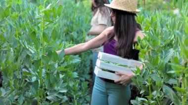 Latin Latin ve Orta Doğulu kadınlar çevre sürdürülebilirliği için doğa ekolojisi sebzelerinde bahçıvanlık yapıyorlar. organik vejetaryen besin malzemeleri