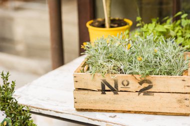 gardening profession. natural and fresh vintage garden flowers