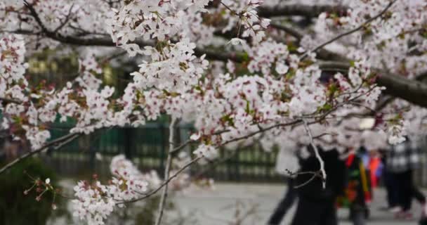 4k turistas para ver sakura, festival de flores de cerezo en el parque QingDao, China . — Vídeos de Stock